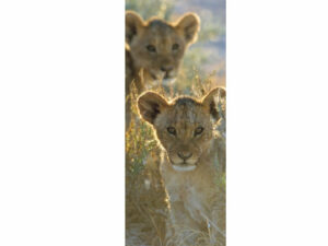 African Animals Mag Mark
