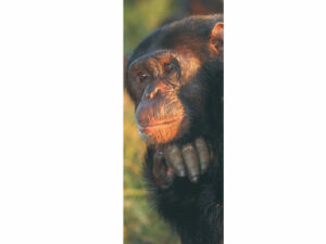 African Animals Mag Mark