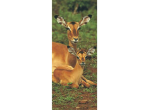 African Animals Mag Mark