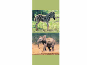 African Animals Mag Mark