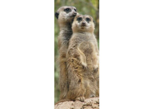 African Animals Mag Mark