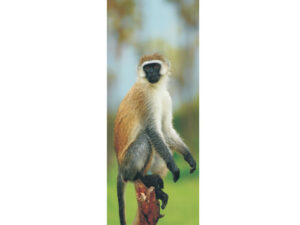 African Animals Mag Mark