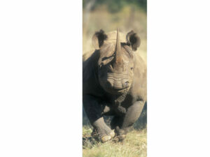 African Animals Mag Mark