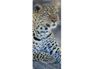 African Animals Mag Mark