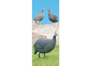 African Animals Mag Mark
