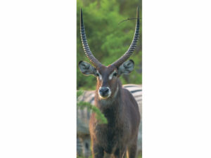 African Animals Mag Mark