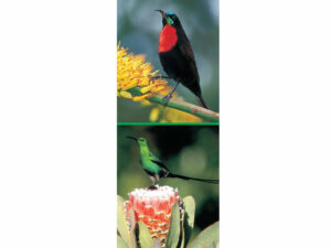 African Animals Mag Mark