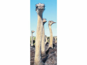 African Animals Mag Mark