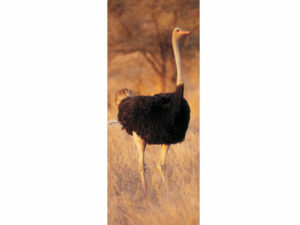 African Animals Mag Mark