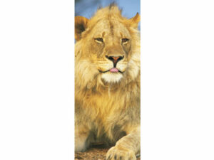 African Animals Mag Mark