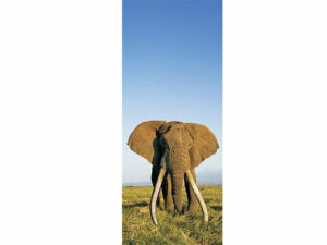 African Animals Mag Mark