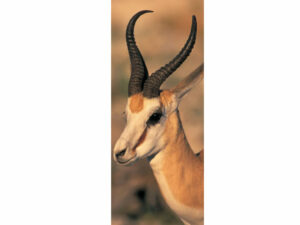 African Animals Mag Mark