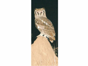 African Animals Mag Mark