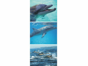 African Animals Mag Mark