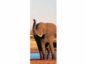 African Animals Mag Mark