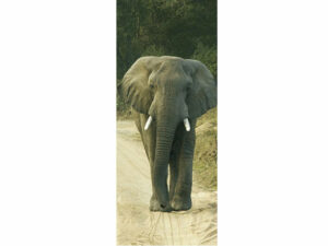 African Animals Mag Mark