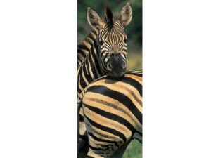 African Animals Mag Mark