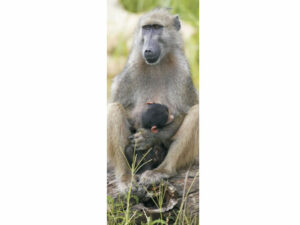 African Animals Mag Mark