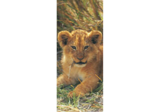 African Animals Mag Mark
