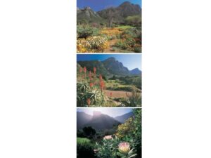African Attractions Mag Mark