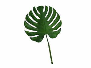 Delicious Monster Leaf Green 87Cm