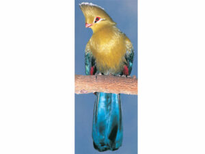 Flowers And Birds Mag Mark