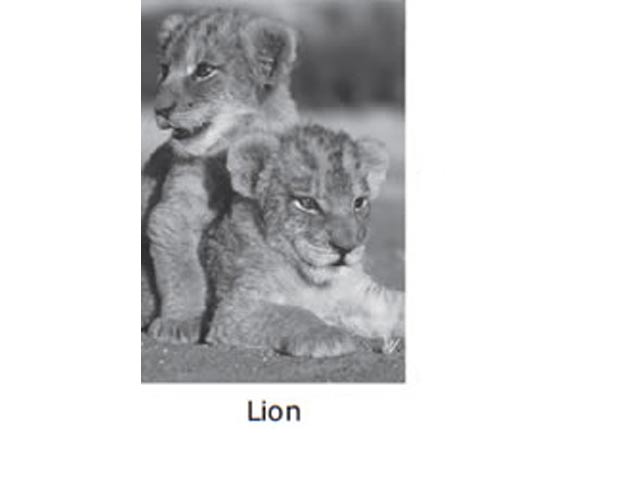 Fridge Magnet - Image 4