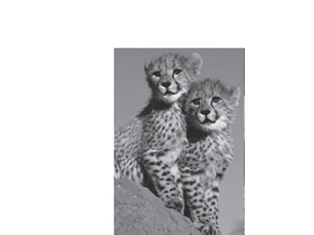 Fridge Magnet