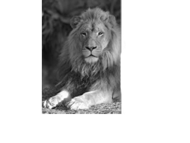 Fridge Magnet - Image 4