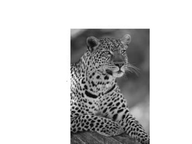 Fridge Magnet