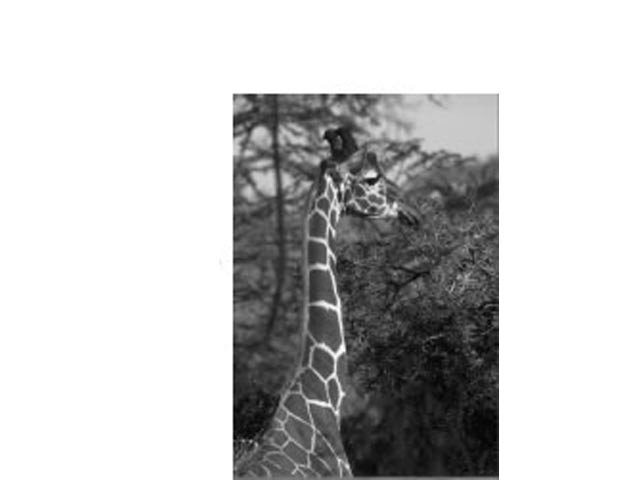 Fridge Magnet - Image 3
