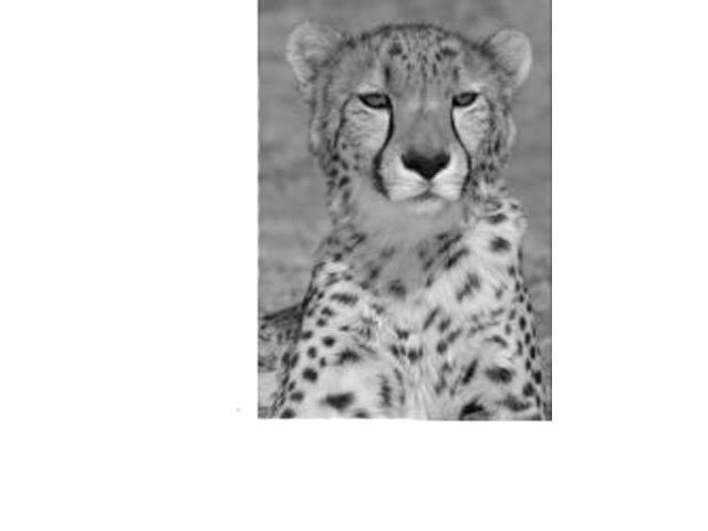 Fridge Magnet
