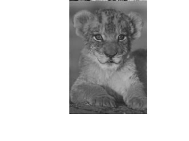 Fridge Magnet - Image 4
