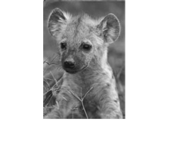 Fridge Magnet - Image 5