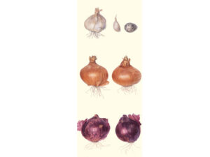 Garlic And Onions Design Mag Mark