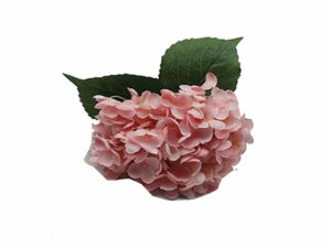 Hydrangea Stem