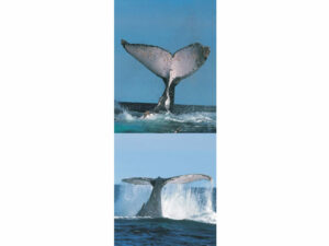 Marine Life Mag Mark
