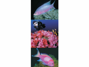Marine Life Mag Mark