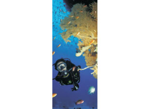 Marine Life Mag Mark