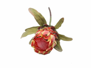 Niobe Protea
