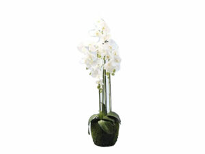 Orchid Plant White In Pot 1M