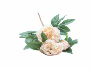Peonie Cream 3 Stems 70Cm