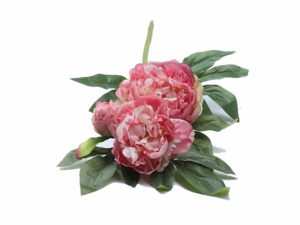 Peonie Dark Pink 3 Stems70Cm