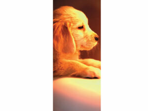 Pets Mag Mark