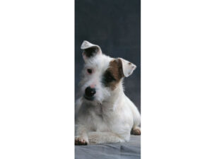 Pets Mag Mark