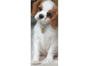 Pets Mag Mark