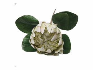 Queen Protea