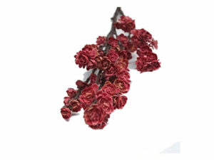 Rubber Blossom Stem Red