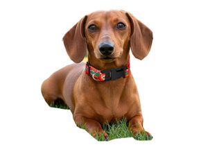 Hoppla Rambo Polyester Dog Collar